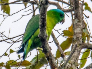 Adult (Blue-capped) - Kevin Pearce - ML372466451