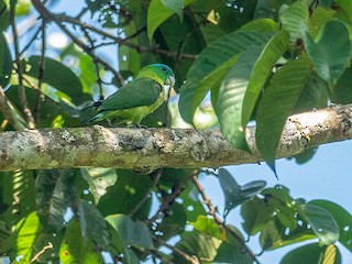 成鳥 (Blue-capped) - Forest Botial-Jarvis - ML372466461