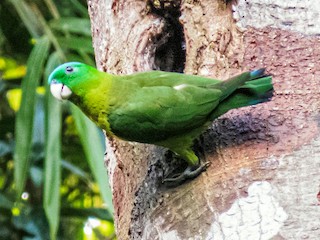 Adult (Blue-capped) - Erickson Tabayag - ML372466471