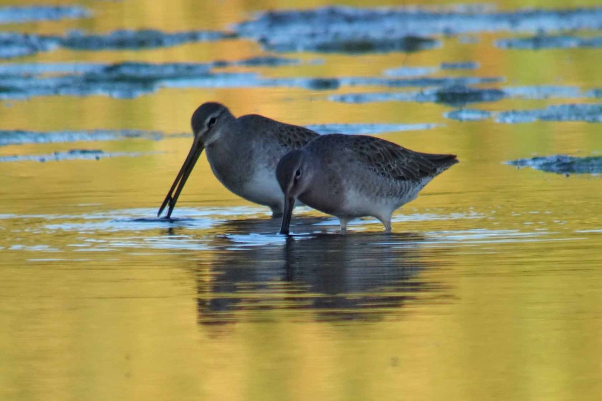 Long-billed Dowitcher - ML37246851