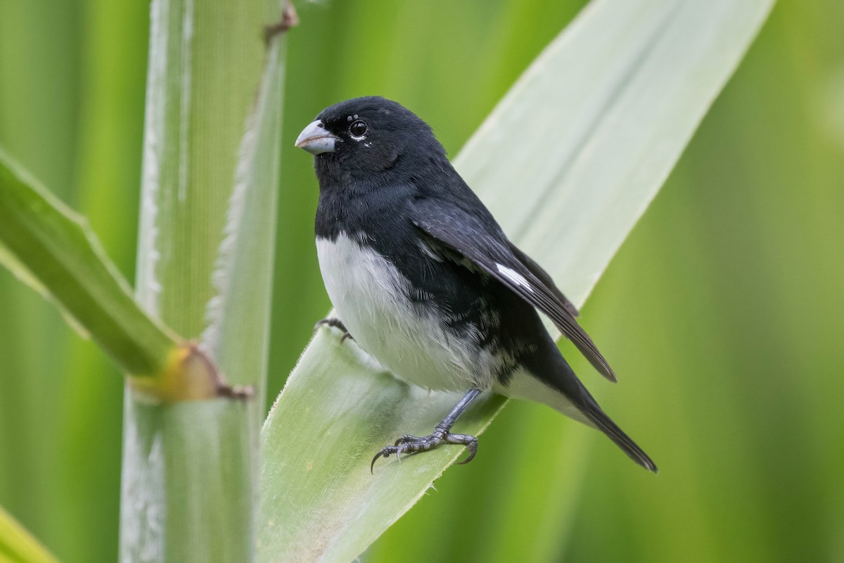 Black-and-white Seedeater - ML372469011
