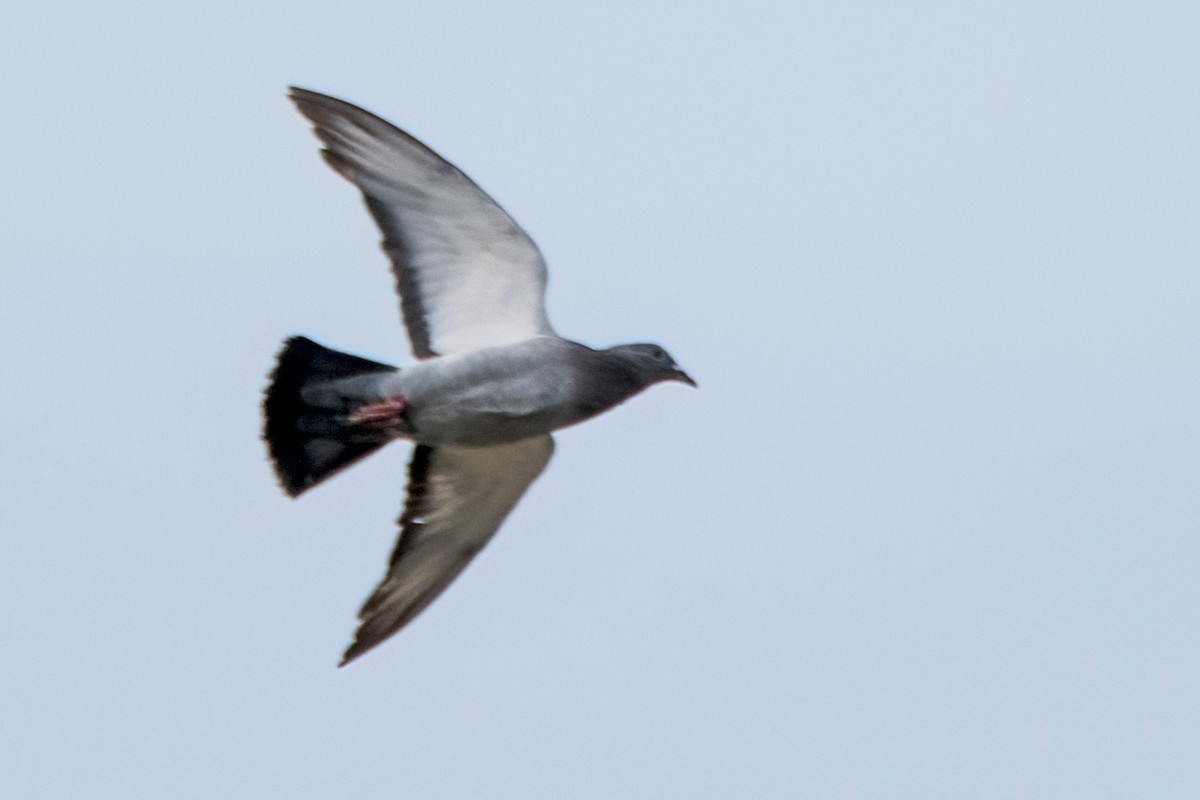 Rock Pigeon (Feral Pigeon) - Sue Barth