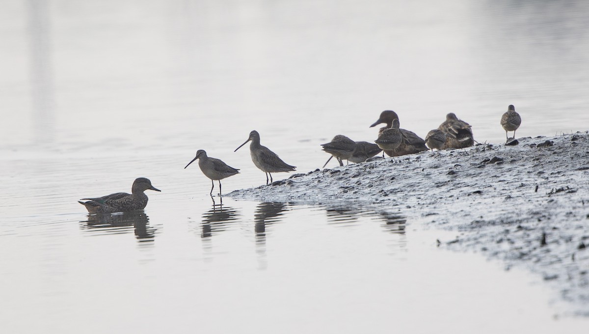 Long-billed Dowitcher - ML372479481