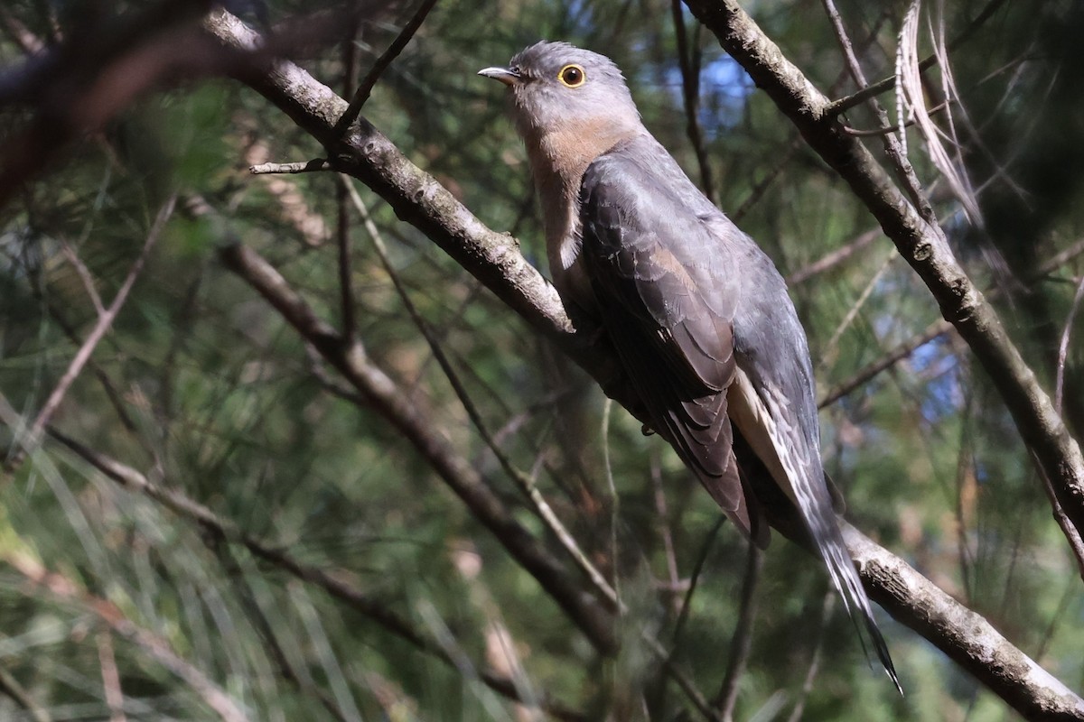 Fan-tailed Cuckoo - John Rogers
