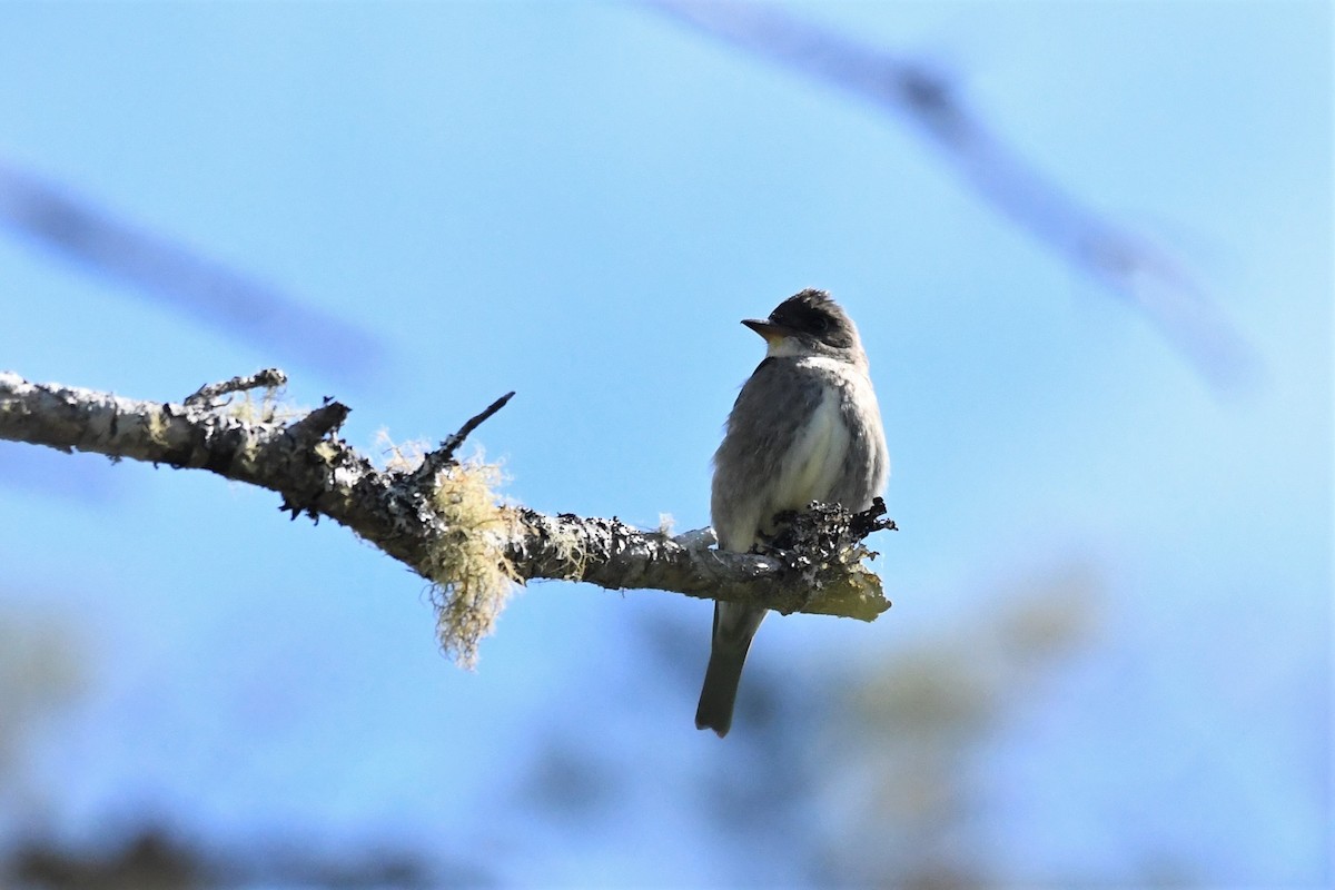 Olive-sided Flycatcher - Nova Scotia Bird Records