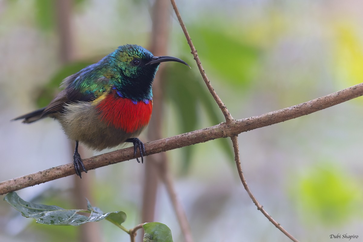 Forest Double-collared Sunbird - ML372486811