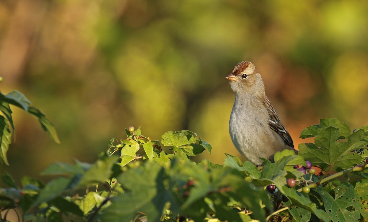 White-crowned Sparrow (Dark-lored) - Ryan Schain
