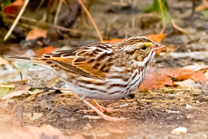 Savannah Sparrow - ML372487561