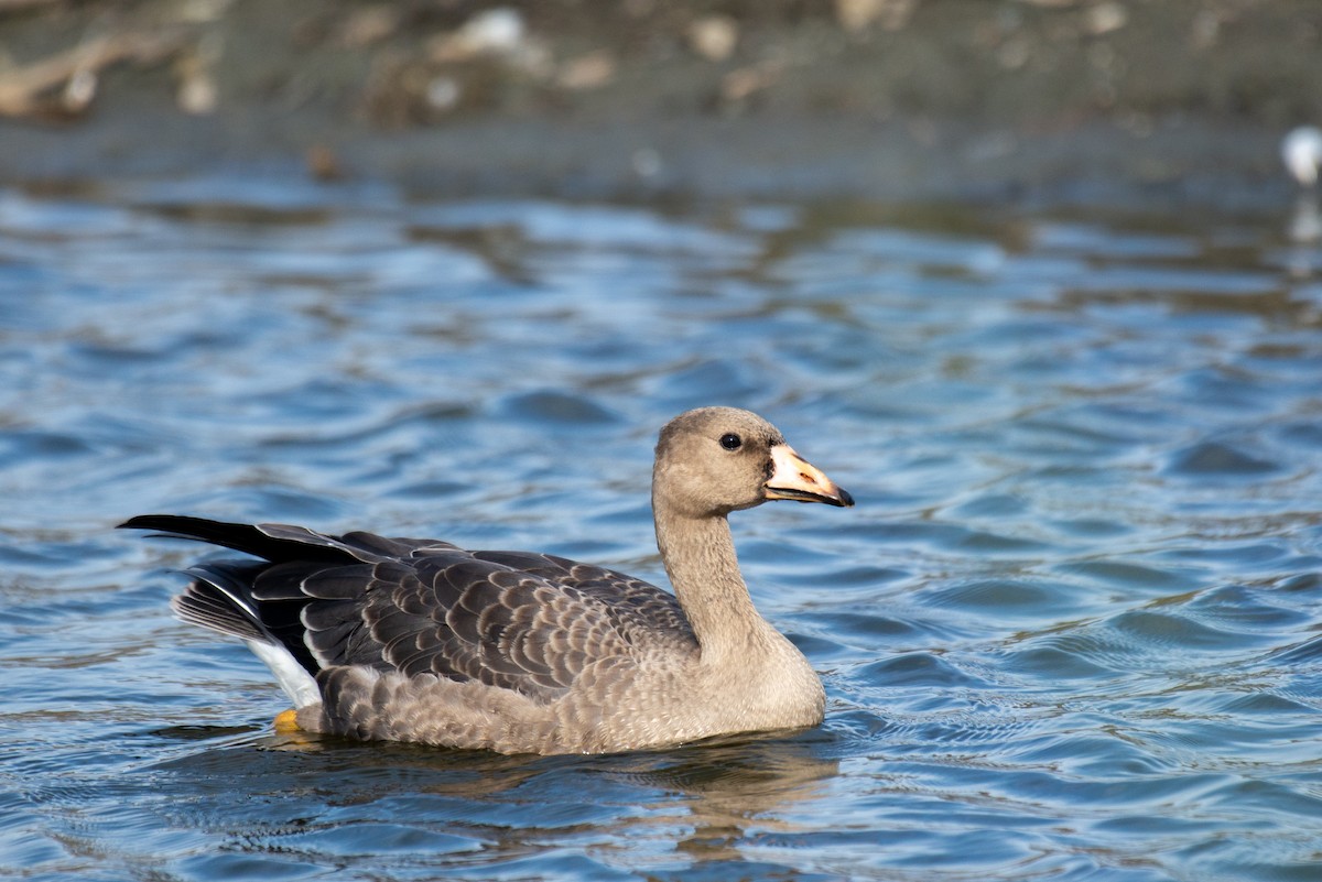 Greater White-fronted Goose - ML372499801