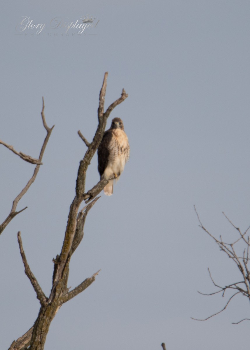 Red-tailed Hawk - ML372500291
