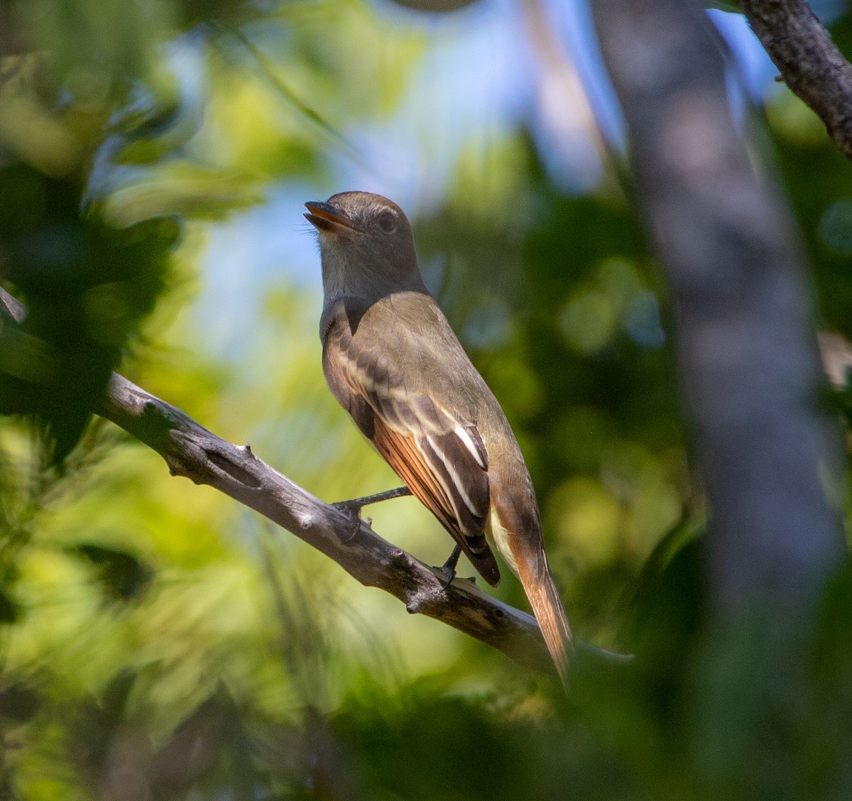 Great Crested Flycatcher - ML372505801