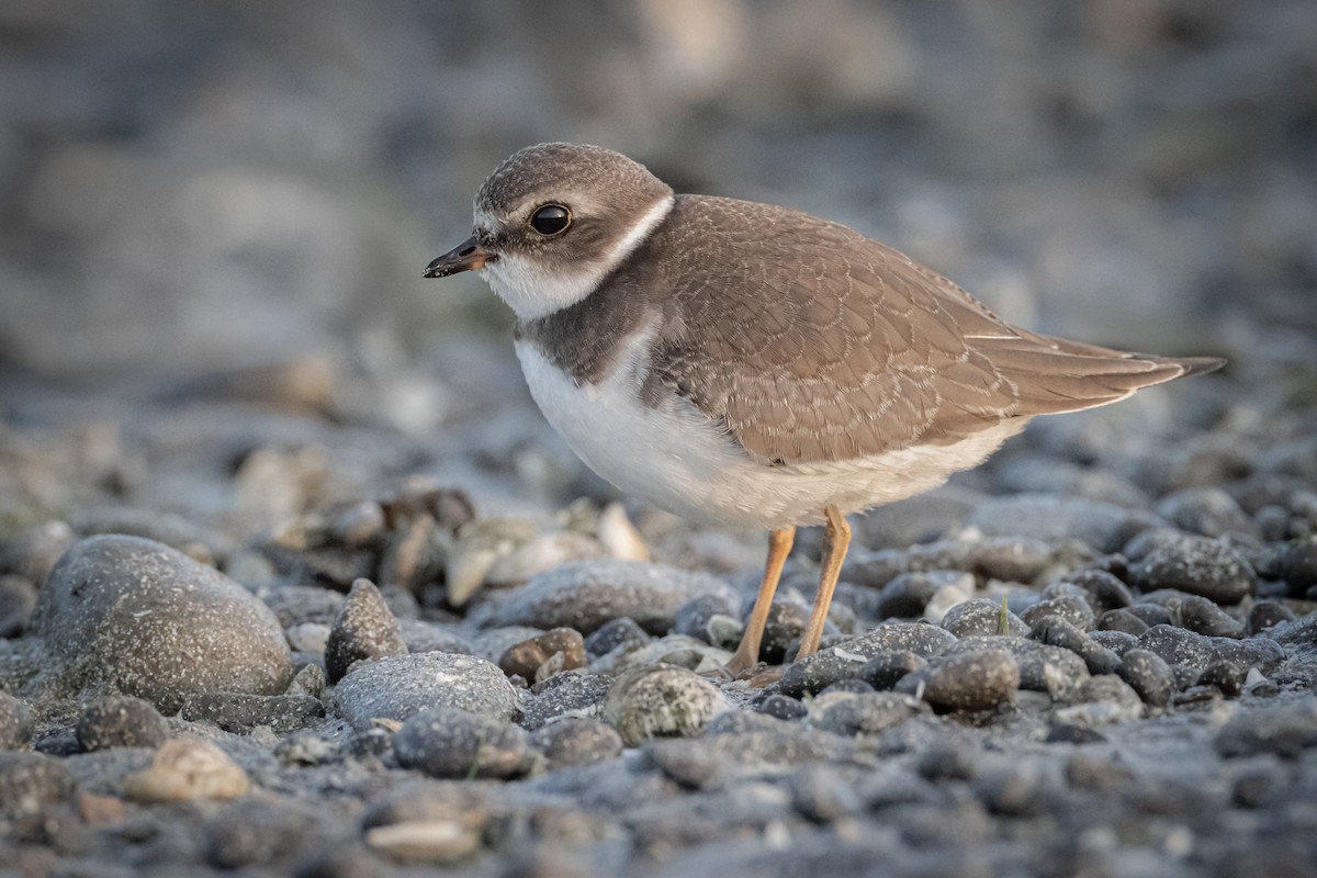 Semipalmated Plover - ML372510711