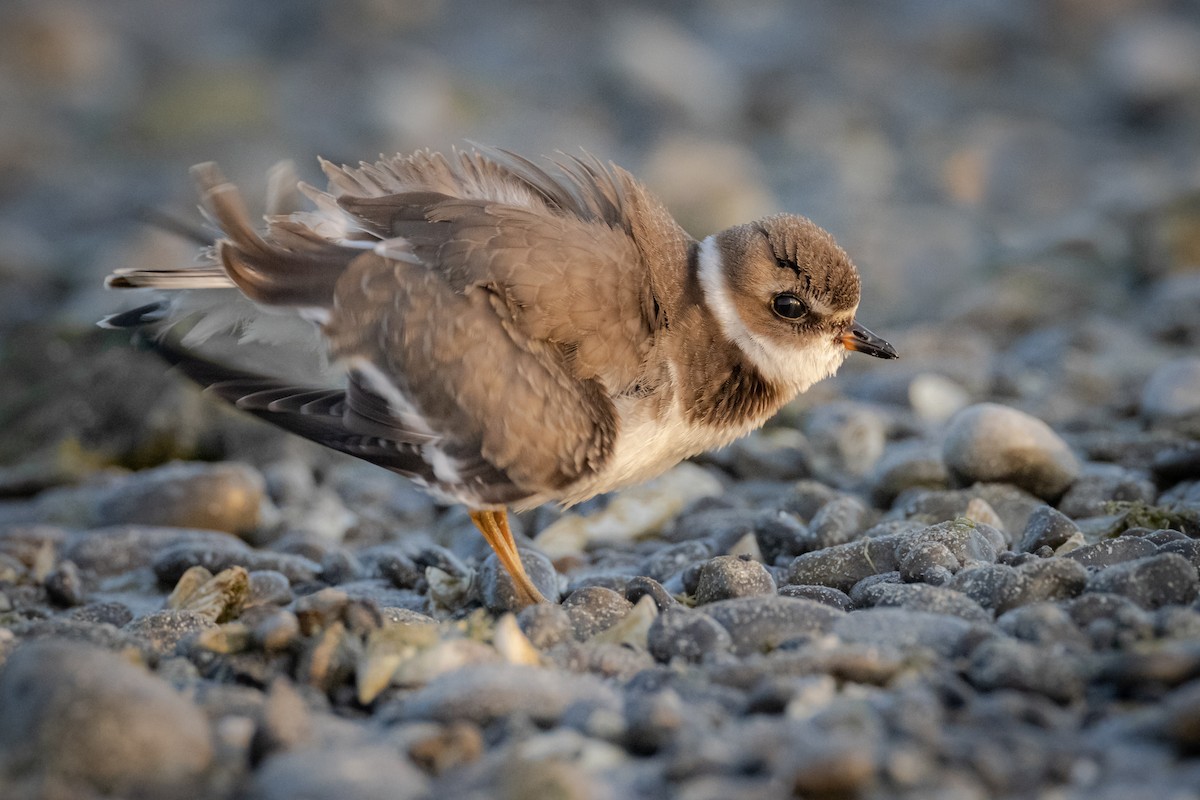 Semipalmated Plover - ML372510731