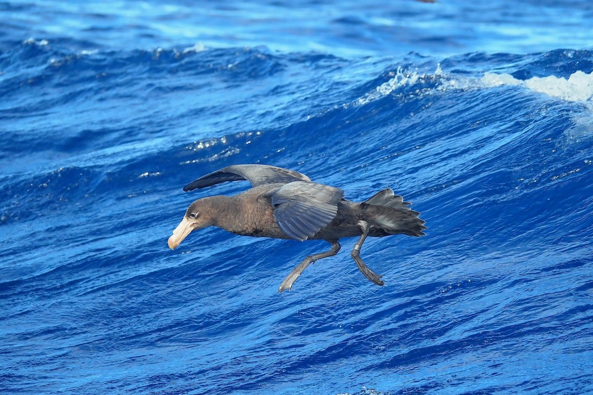 Northern Giant-Petrel - Sue Lee