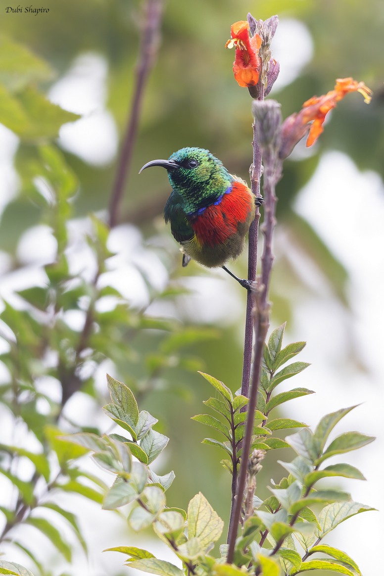 Forest Double-collared Sunbird - ML372522021