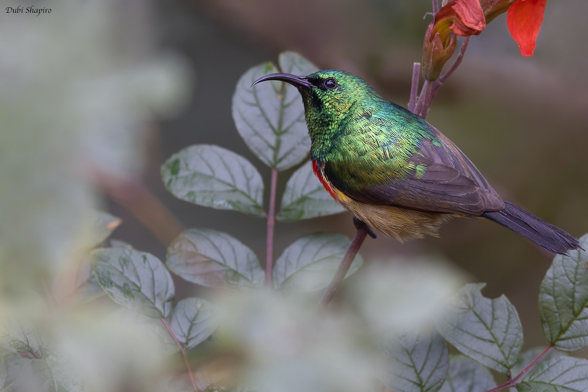 Forest Double-collared Sunbird - ML372522131