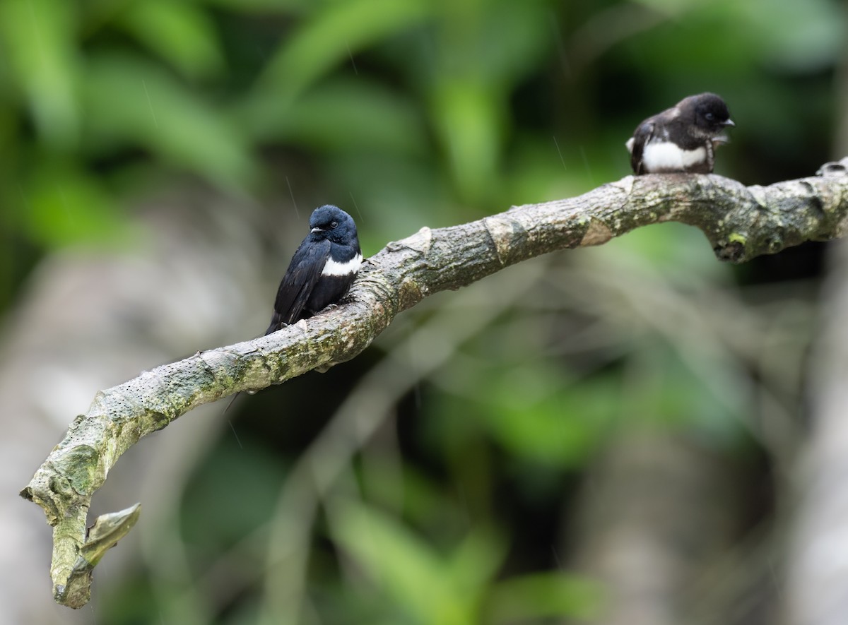 White-banded Swallow - ML372529201