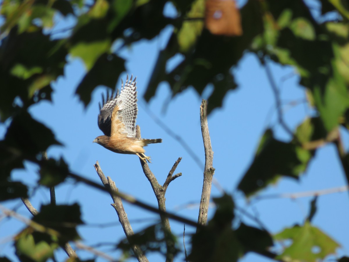 Red-shouldered Hawk - MW Stoakes