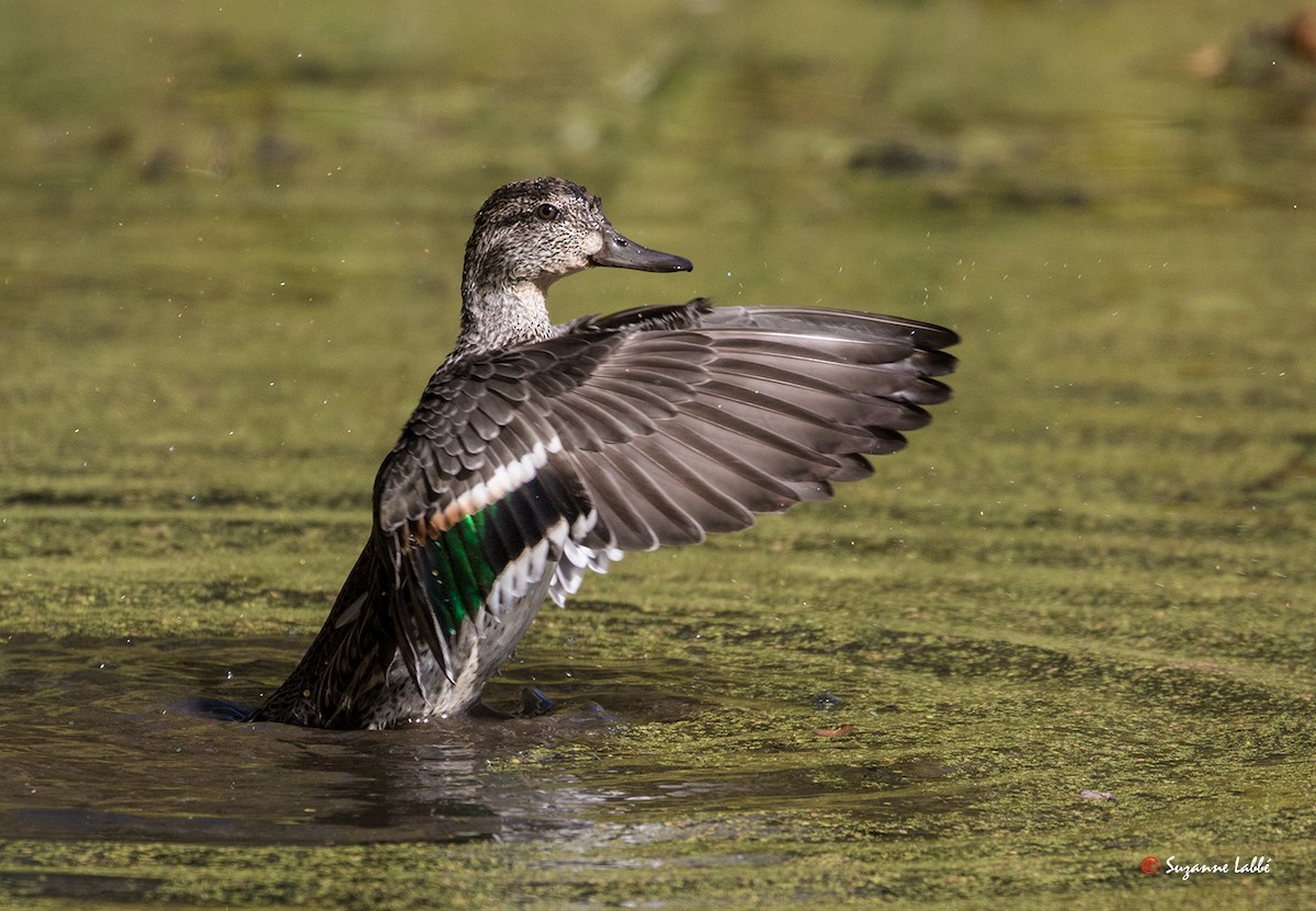 Green-winged Teal - ML37253631