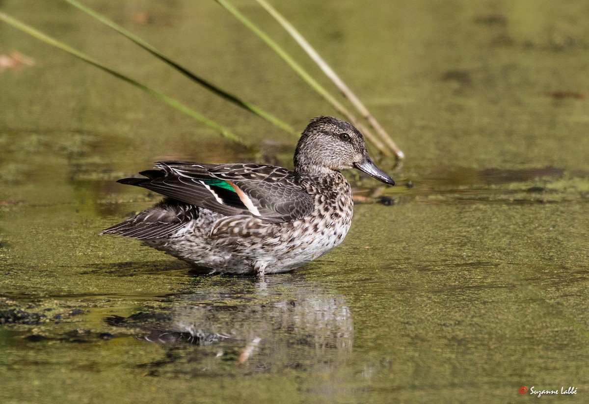 Green-winged Teal - ML37253641