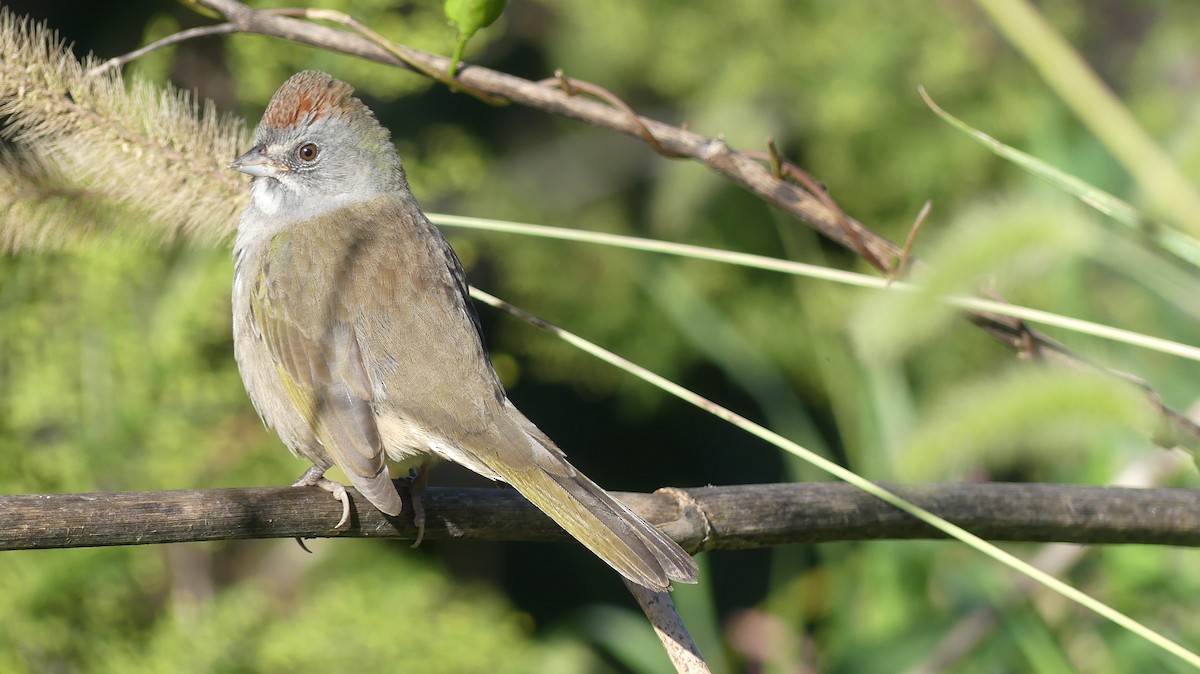 Green-tailed Towhee - Leslie Sours