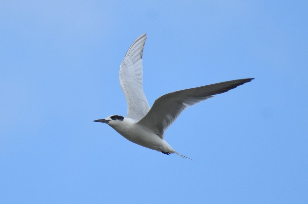 Forster's Tern - Claire H