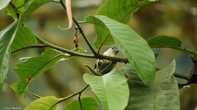 Olivaceous Piculet - ML372539811
