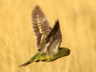  - Night Parrot