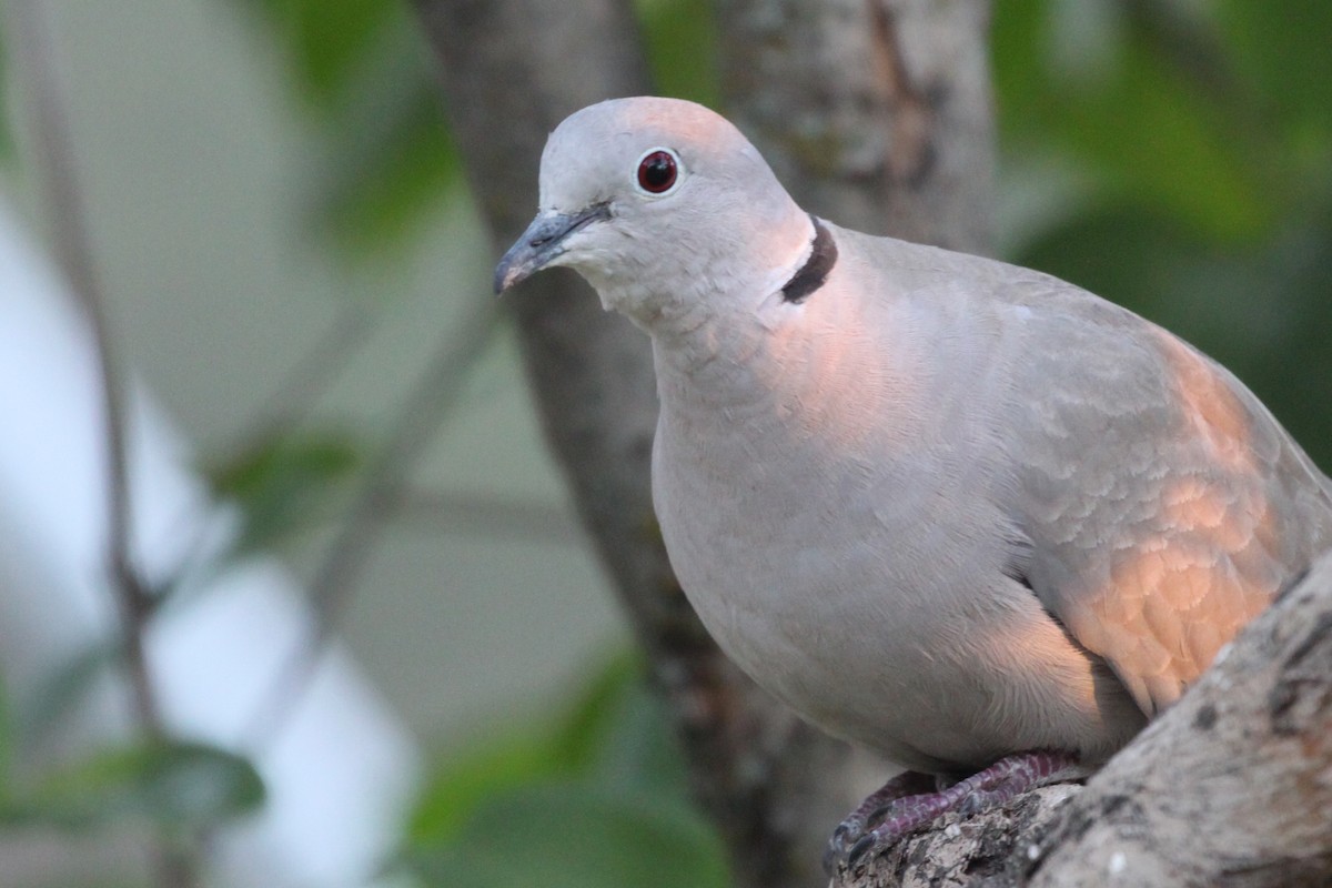 Eurasian Collared-Dove - Andrew Thomas 🦅🪶