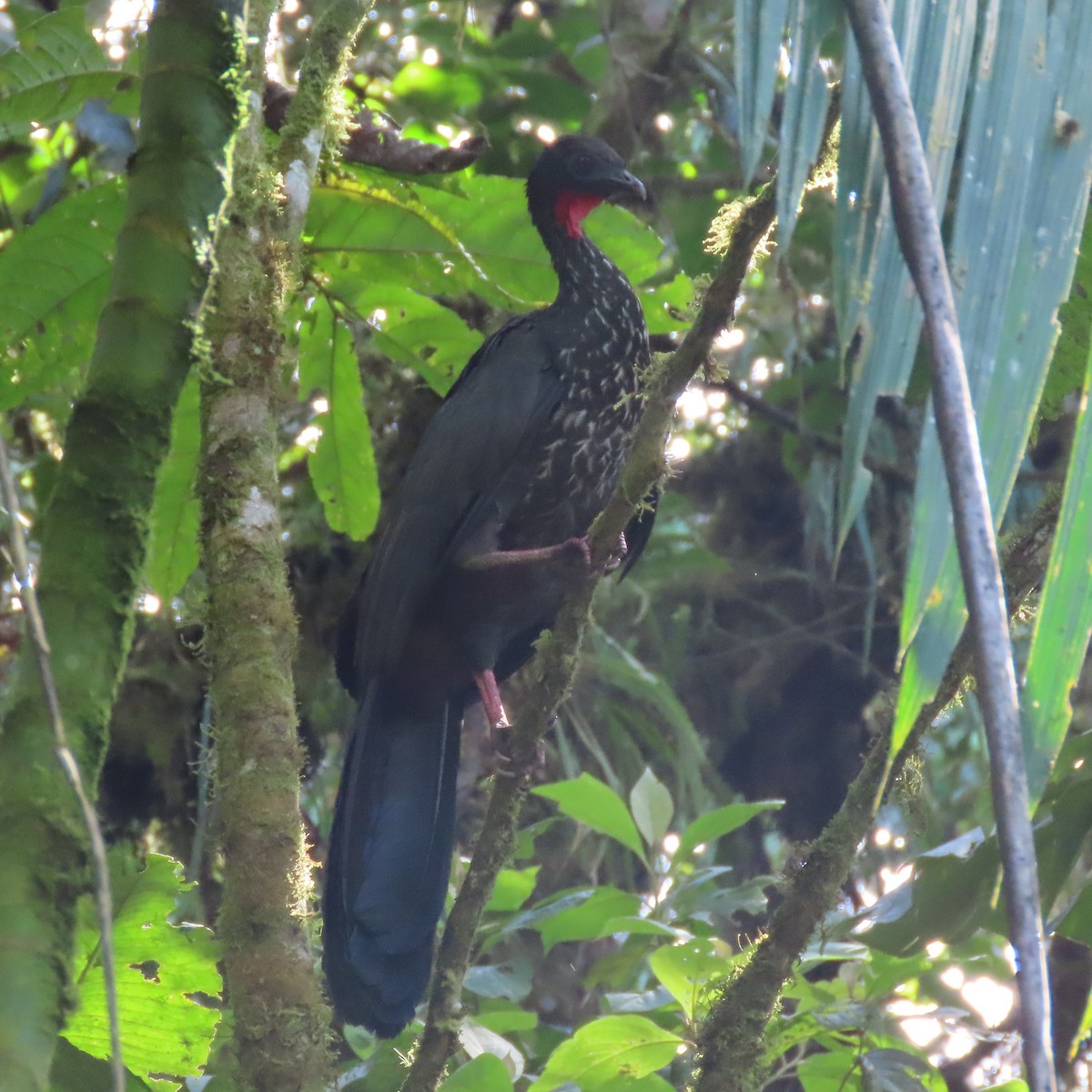 Crested Guan - ML372542961