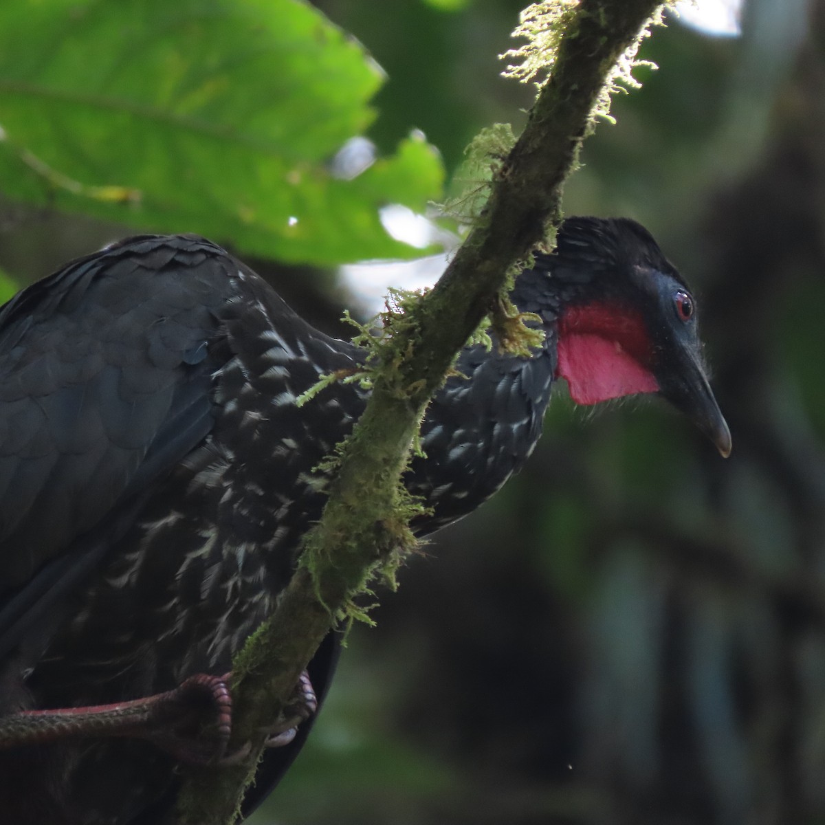 Crested Guan - ML372542981