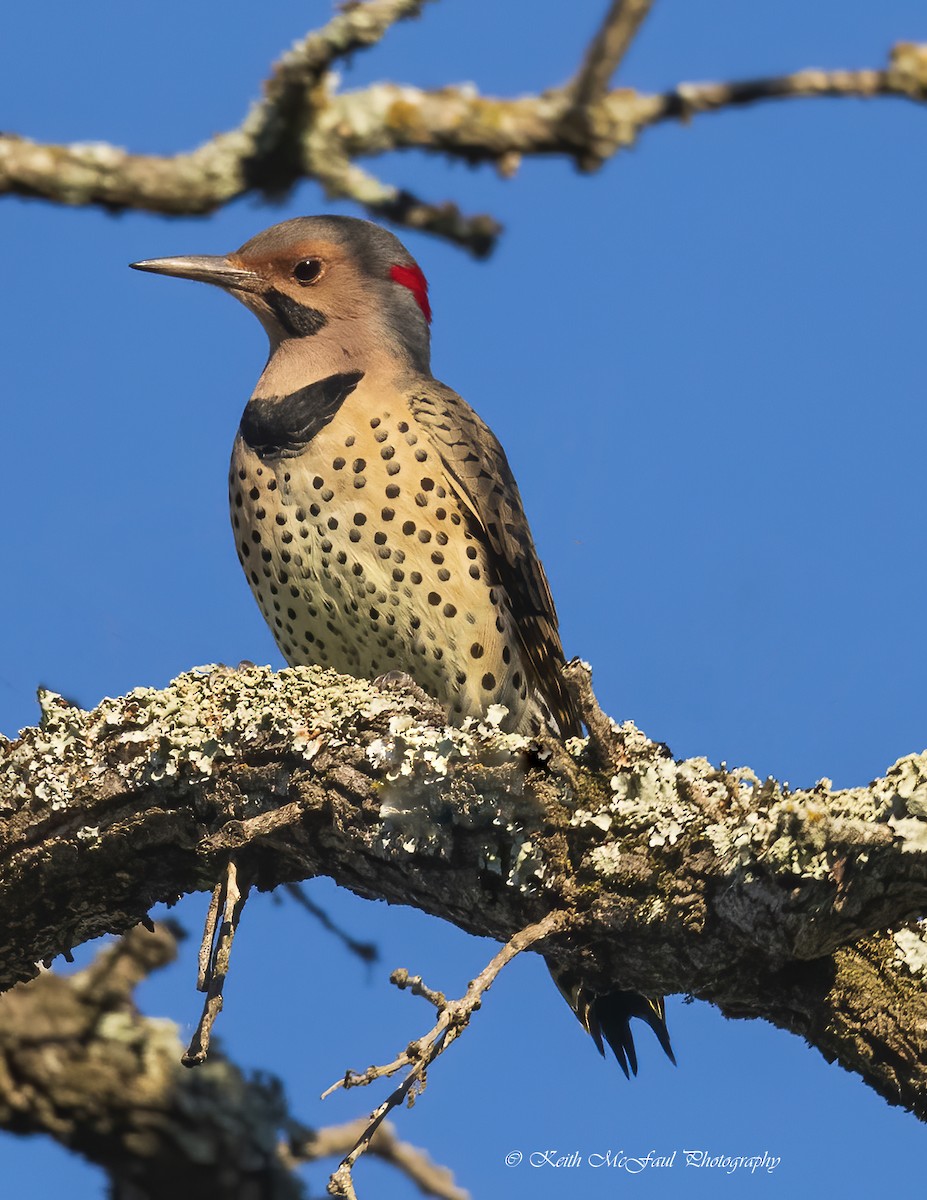 Northern Flicker (Yellow-shafted) - Keith McFaul