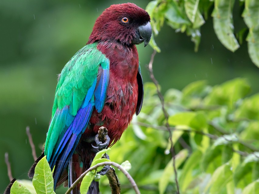 Red Shining-Parrot - Lars Petersson