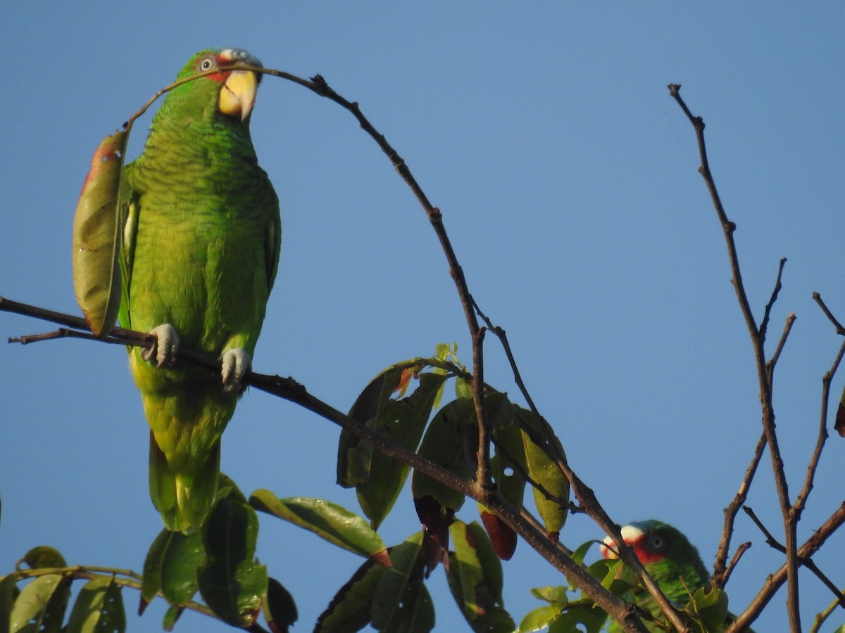 White-fronted Parrot - ML372546701