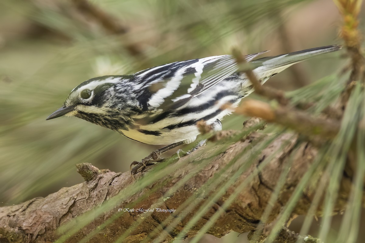 Black-and-white Warbler - Keith McFaul