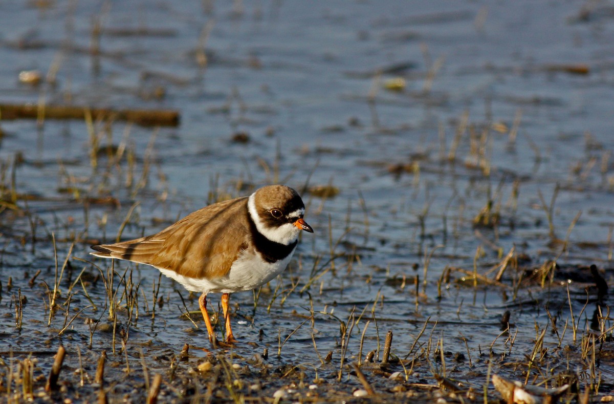 Semipalmated Plover - ML37254961