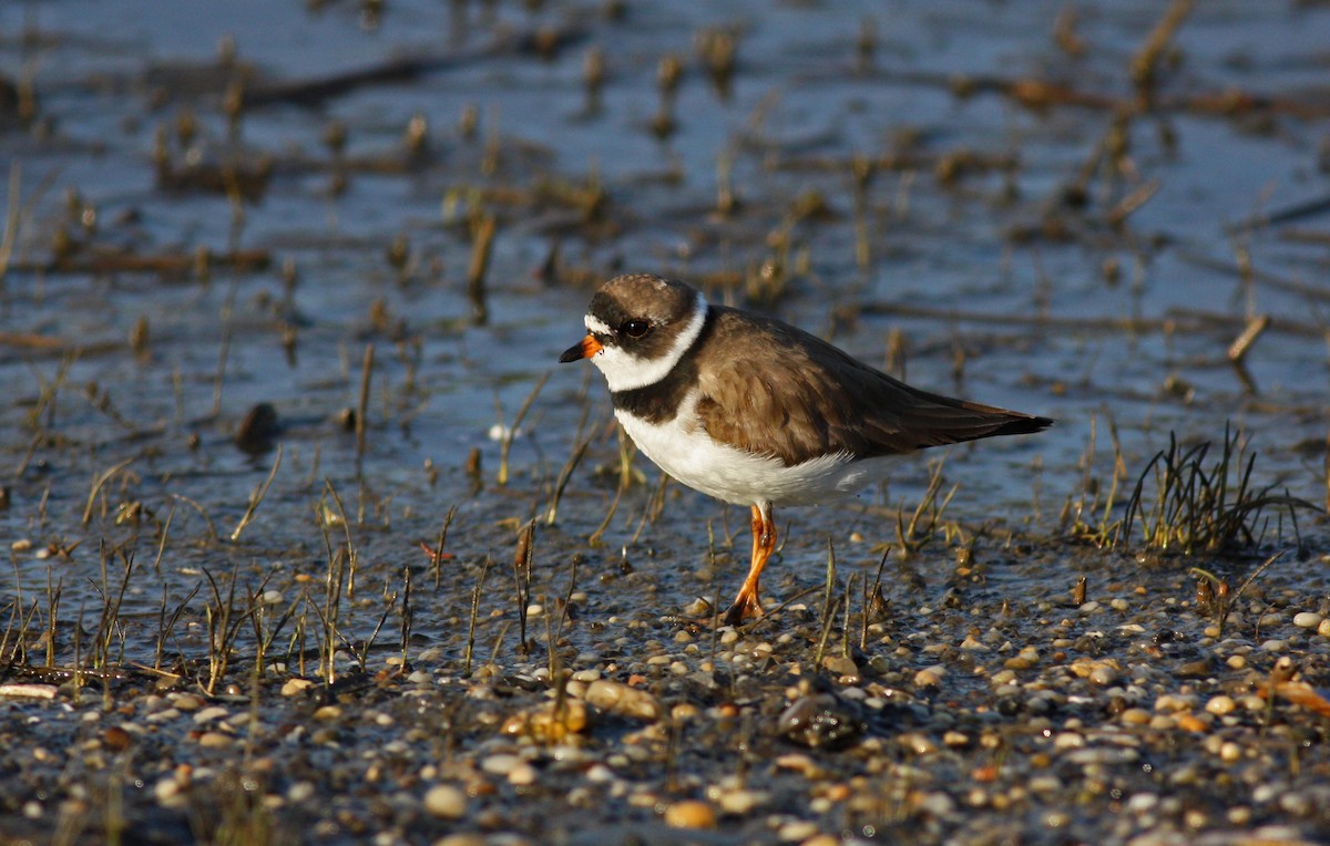 Semipalmated Plover - ML37254971
