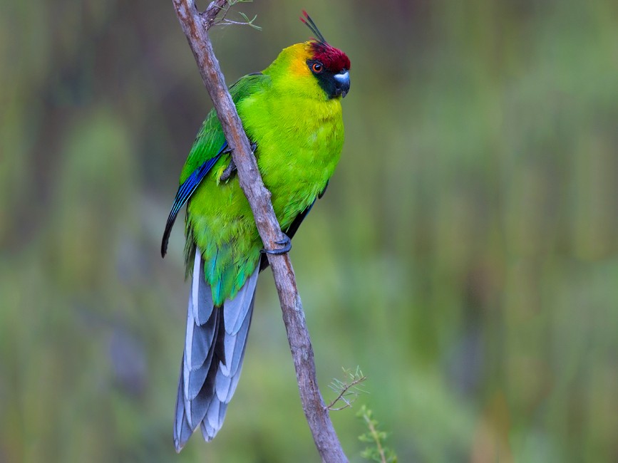 Horned Parakeet - Dubi Shapiro