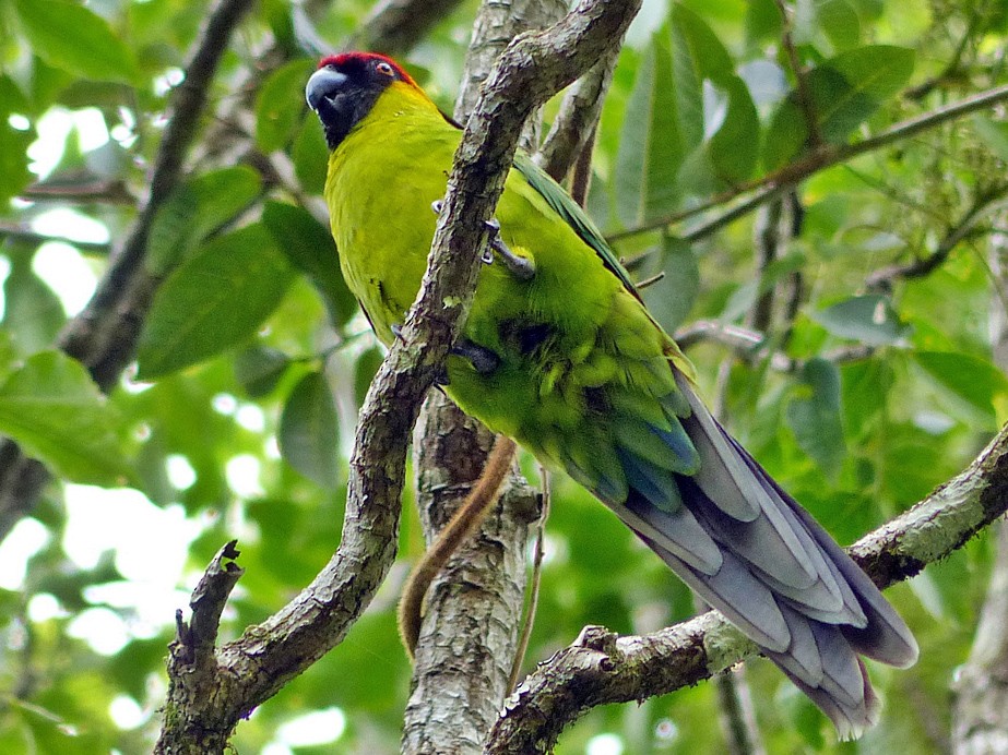 Horned Parakeet - Andy Walker - Birding Ecotours