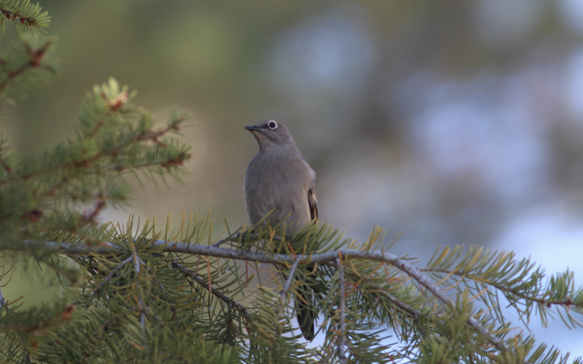 Townsend's Solitaire - ML372553931