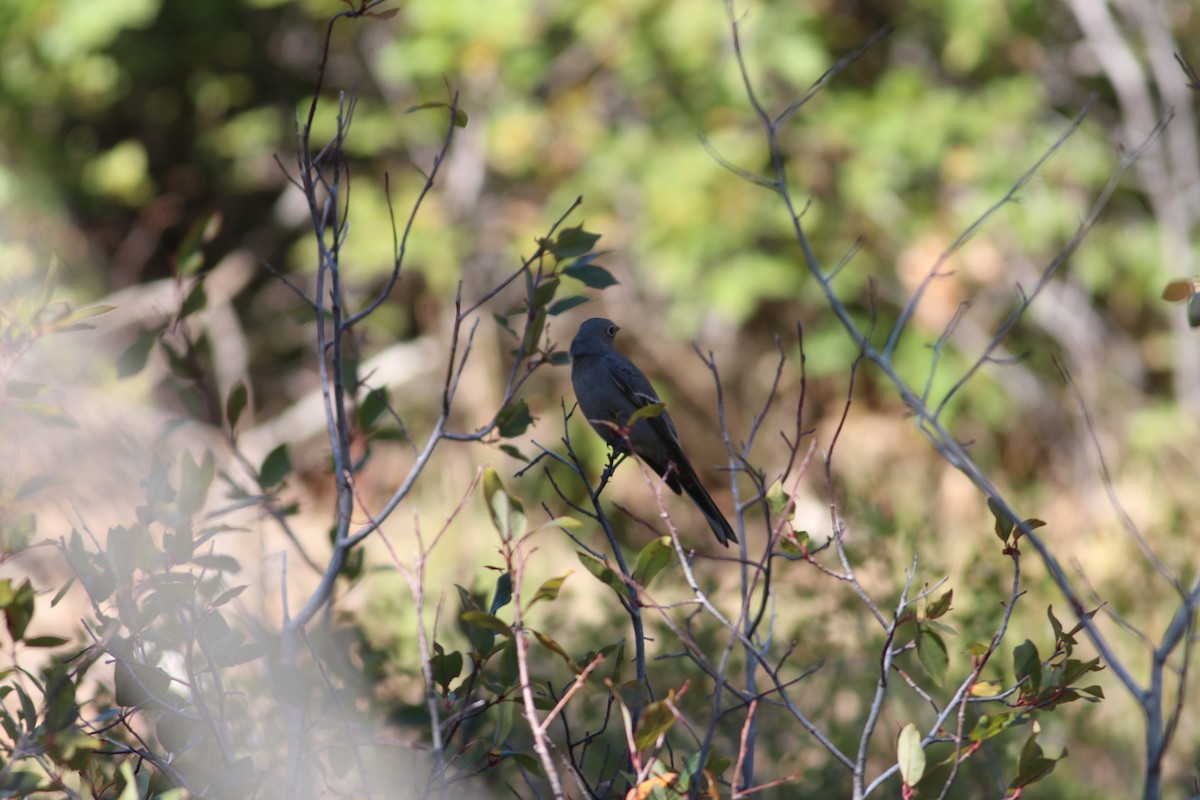 Townsend's Solitaire - ML372553951