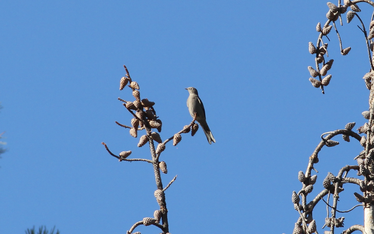Townsend's Solitaire - ML372554121