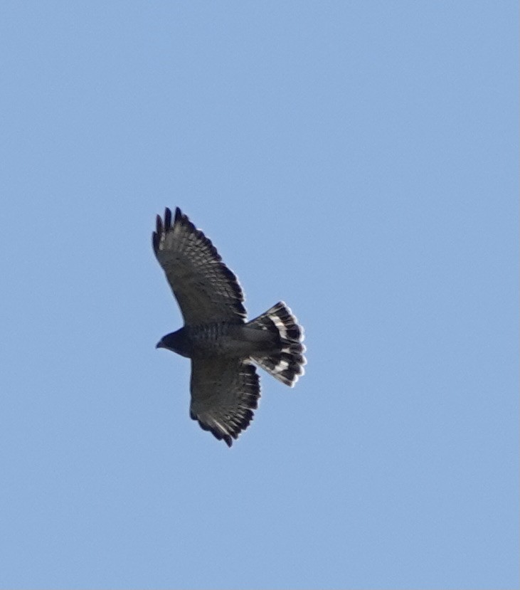 Broad-winged Hawk - ML372554721