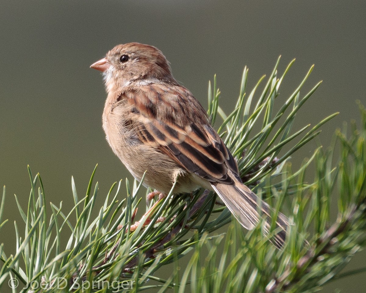 Field Sparrow - ML372558231