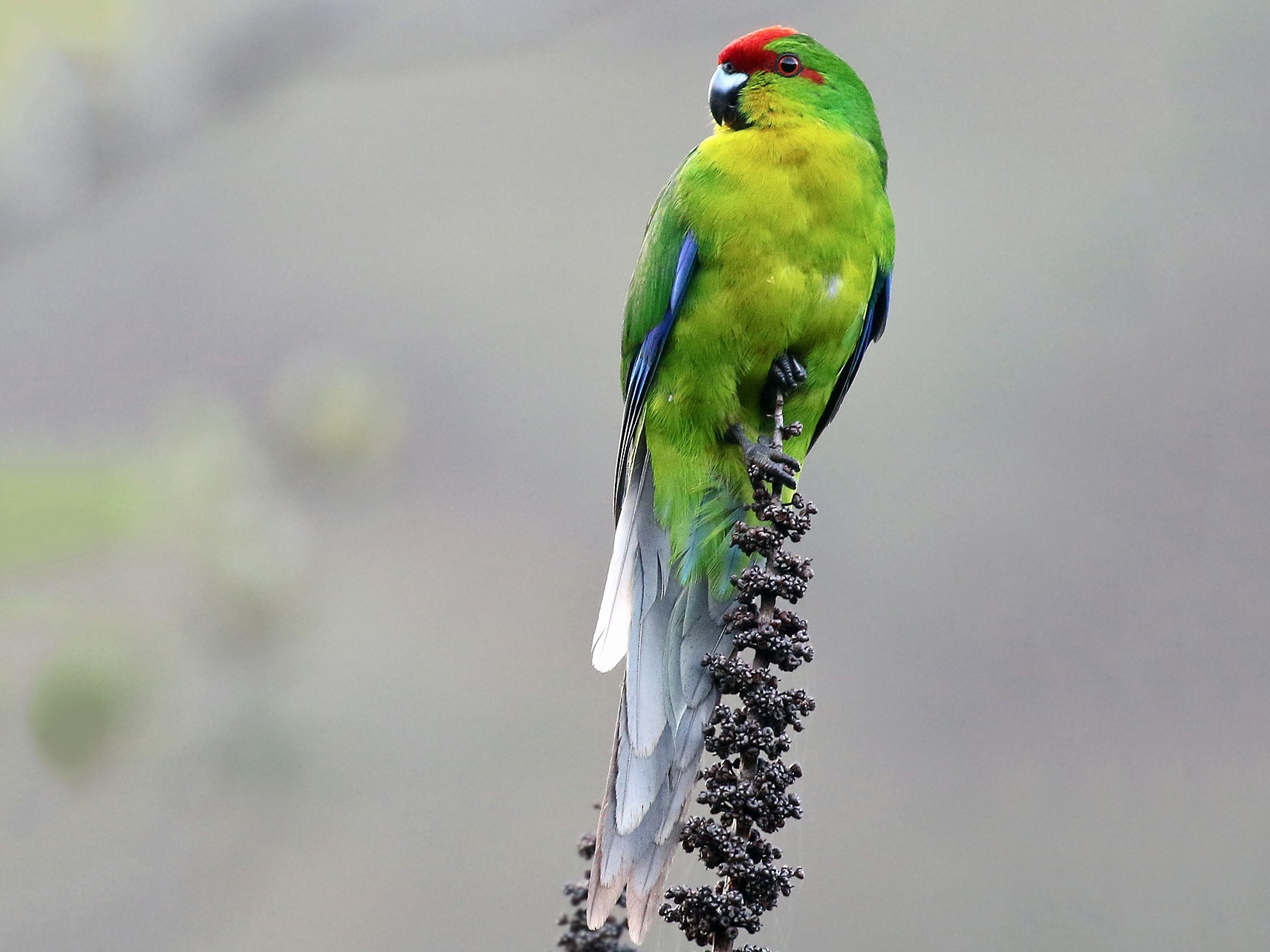New Caledonian Parakeet - Andrew Spencer