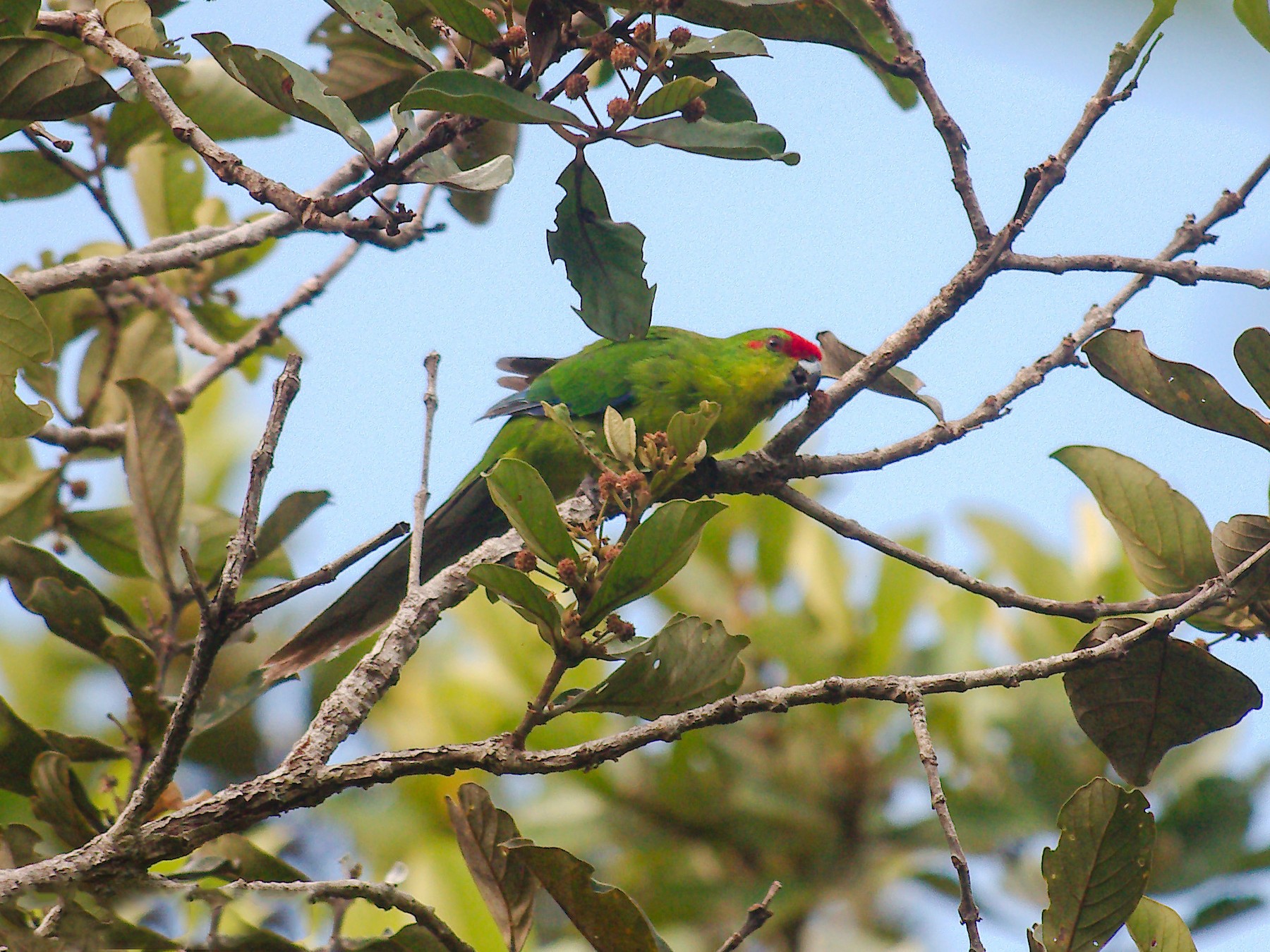 New Caledonian Parakeet - Keith Cowton