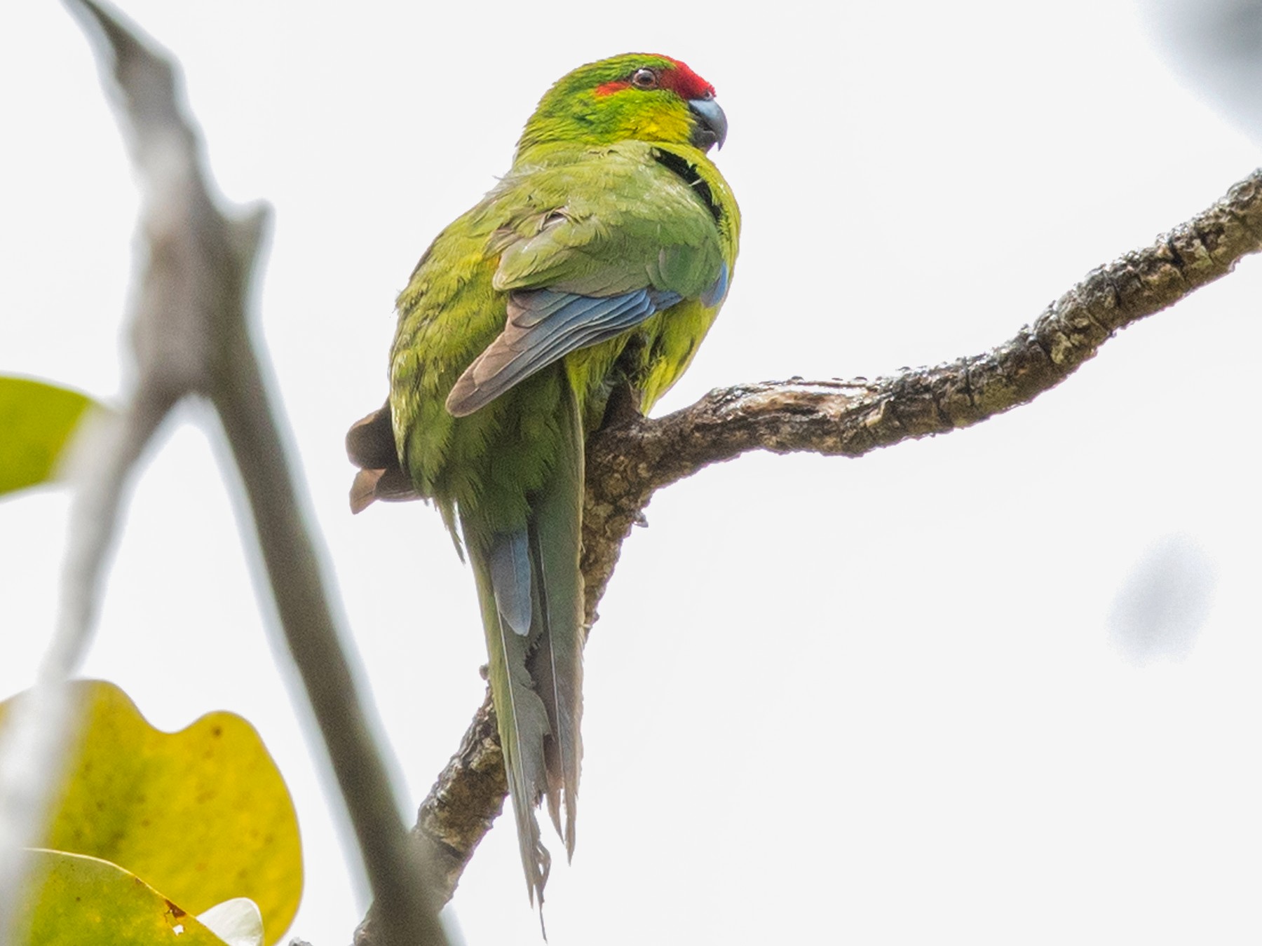 New Caledonian Parakeet - David Irving
