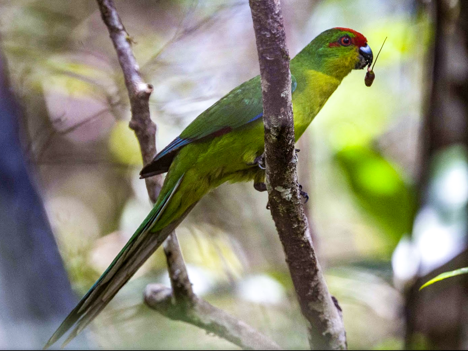 New Caledonian Parakeet - Simon Colenutt