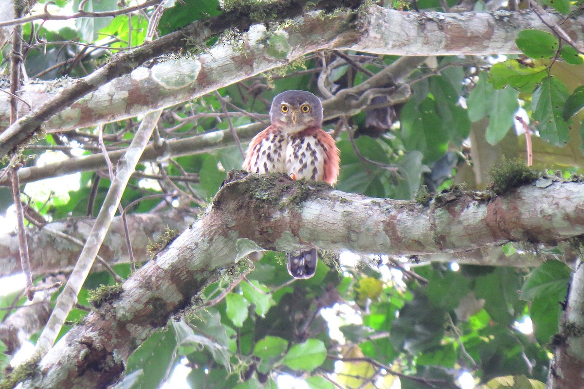 Red-chested Owlet - Chi-Lien (綺蓮) Hsueh (薛)
