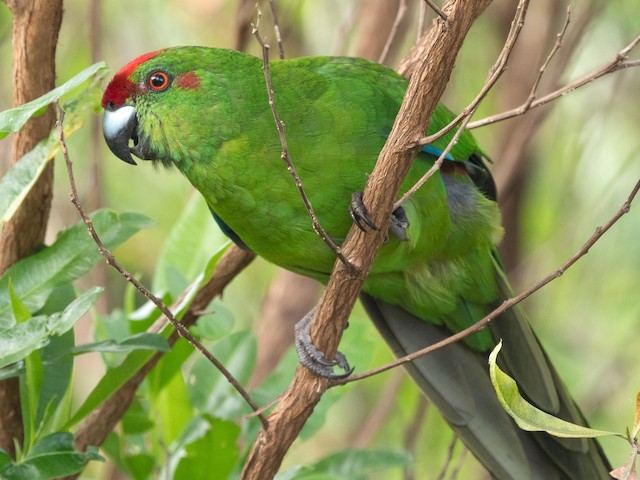 Norfolk parakeet sale